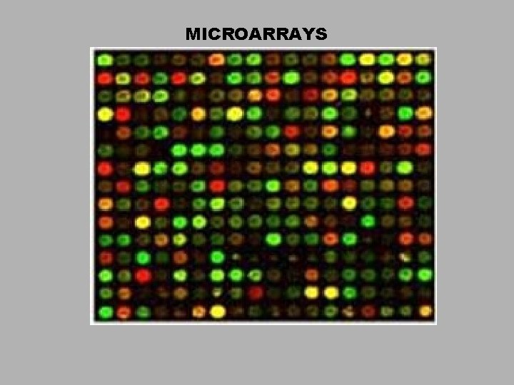 MICROARRAYS 