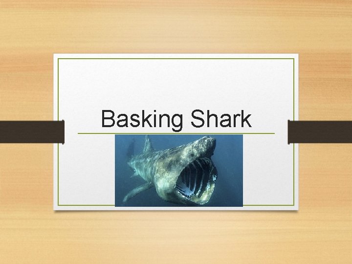 Basking Shark 