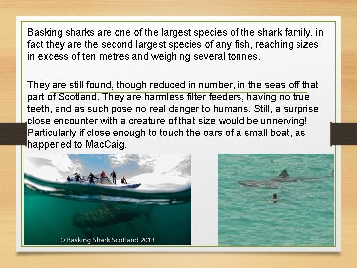 Basking sharks are one of the largest species of the shark family, in fact