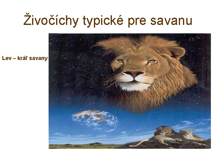 Živočíchy typické pre savanu Lev – kráľ savany 