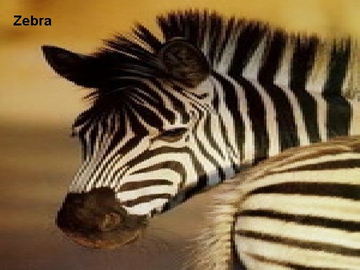 Zebra 