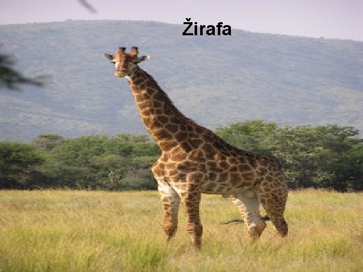 Žirafa 