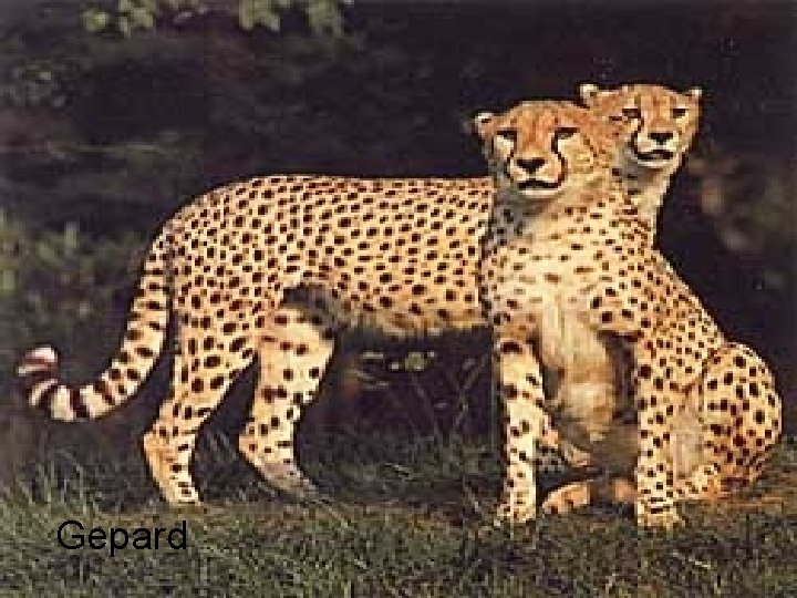 Gepard 