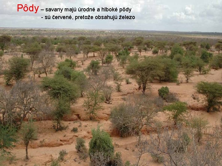 Pôdy – savany majú úrodné a hlboké pôdy - sú červené, pretože obsahujú železo