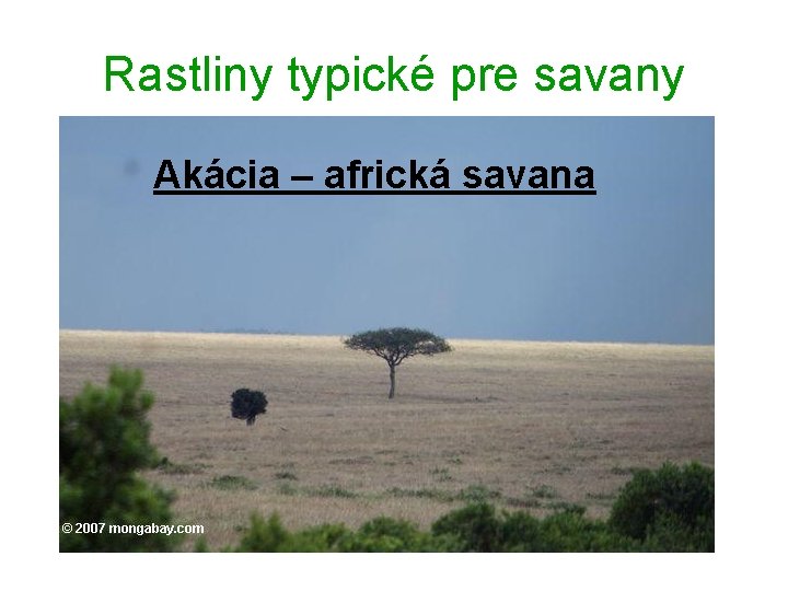 Rastliny typické pre savany Akácia – africká savana 