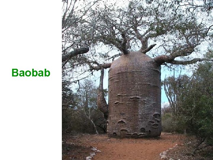 Baobab 