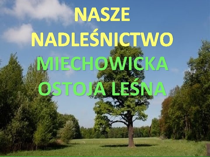 NASZE NADLEŚNICTWO MIECHOWICKA OSTOJA LEŚNA 