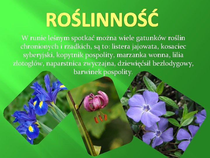 ROŚLINNOŚĆ W runie leśnym spotkać można wiele gatunków roślin chronionych i rzadkich, są to: