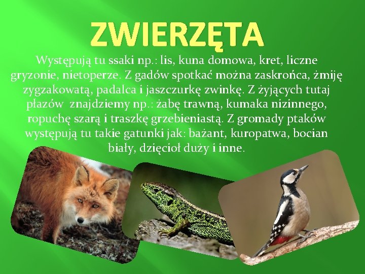 ZWIERZĘTA Występują tu ssaki np. : lis, kuna domowa, kret, liczne gryzonie, nietoperze. Z