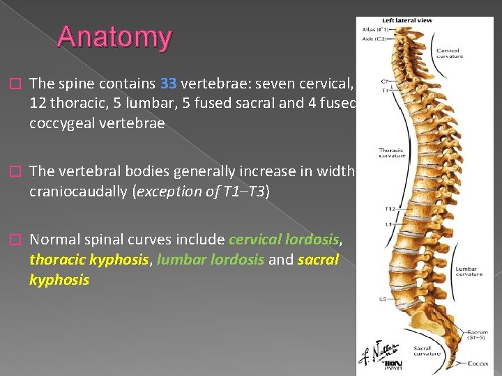 Anatomy � The spine contains 33 vertebrae: seven cervical, 12 thoracic, 5 lumbar, 5