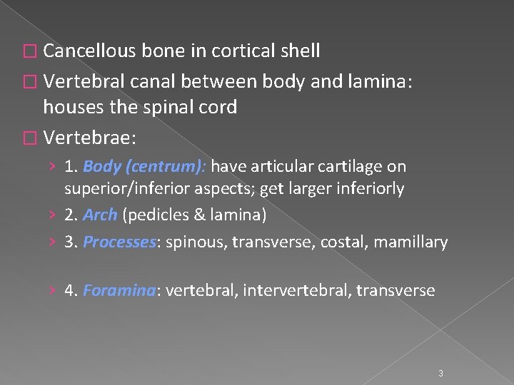 � Cancellous bone in cortical shell � Vertebral canal between body and lamina: houses