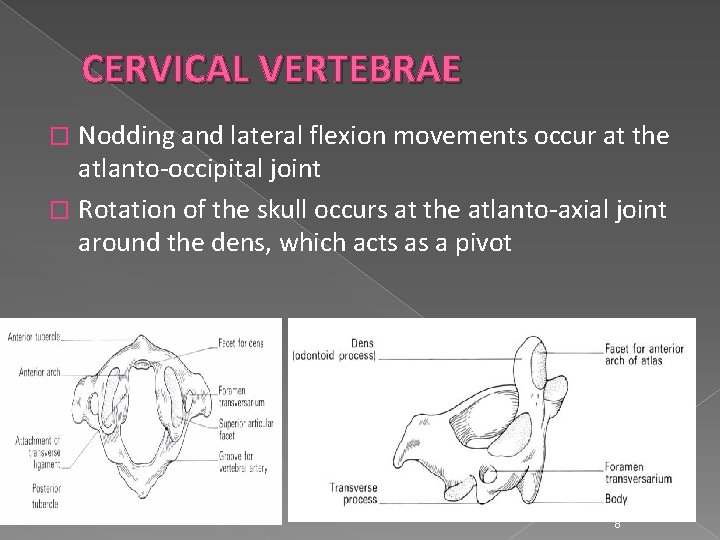 CERVICAL VERTEBRAE Nodding and lateral flexion movements occur at the atlanto-occipital joint � Rotation