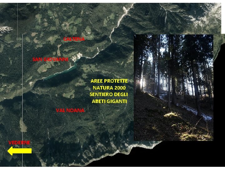 CALTENA SAN GIOVANNI AREE PROTETTE NATURA 2000 SENTIERO DEGLI ABETI GIGANTI VAL NOANA VEDERNE