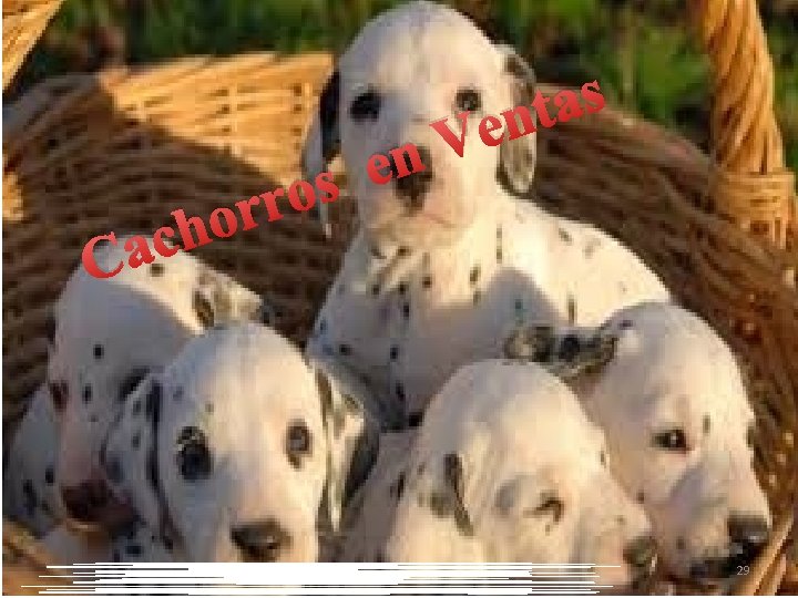 s o r r o h c a C s a t n e