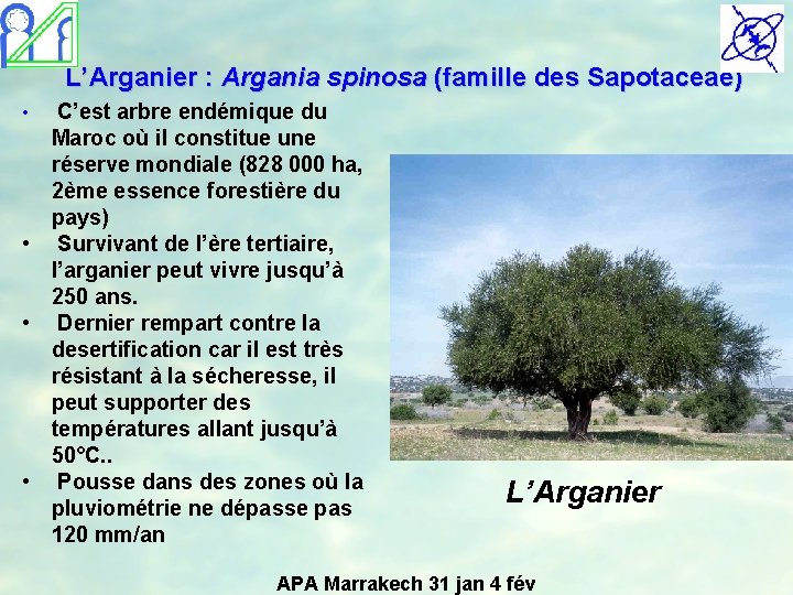 L’Arganier : Argania spinosa (famille des Sapotaceae) • C’est arbre endémique du Maroc où