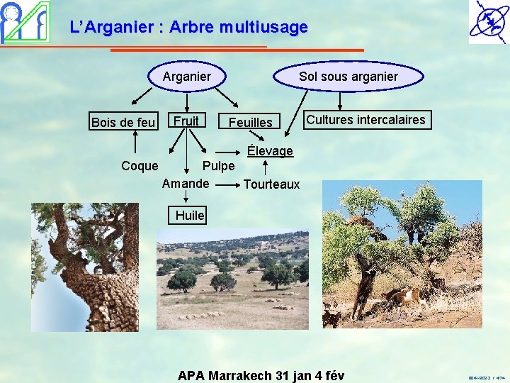 L’Arganier : Arbre multiusage Arganier Bois de feu Fruit Sol sous arganier Feuilles Cultures