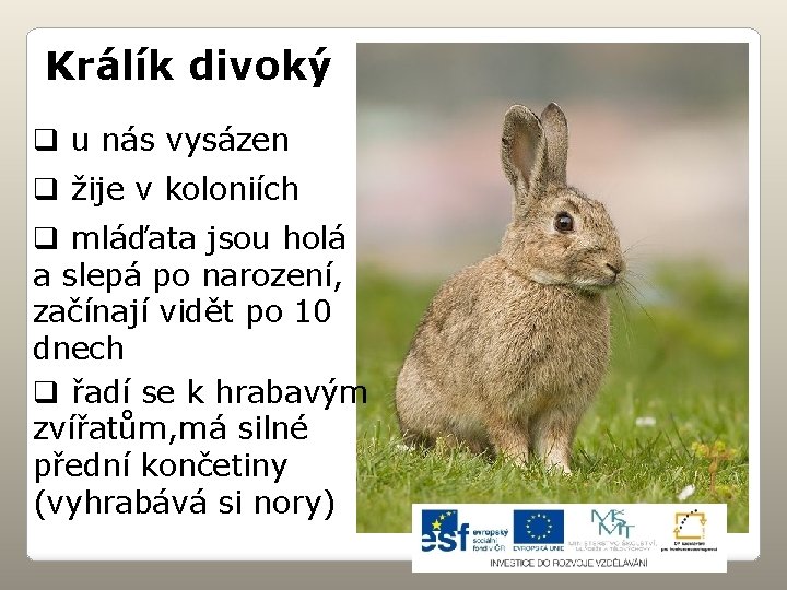 Králík divoký q u nás vysázen q žije v koloniích q mláďata jsou holá