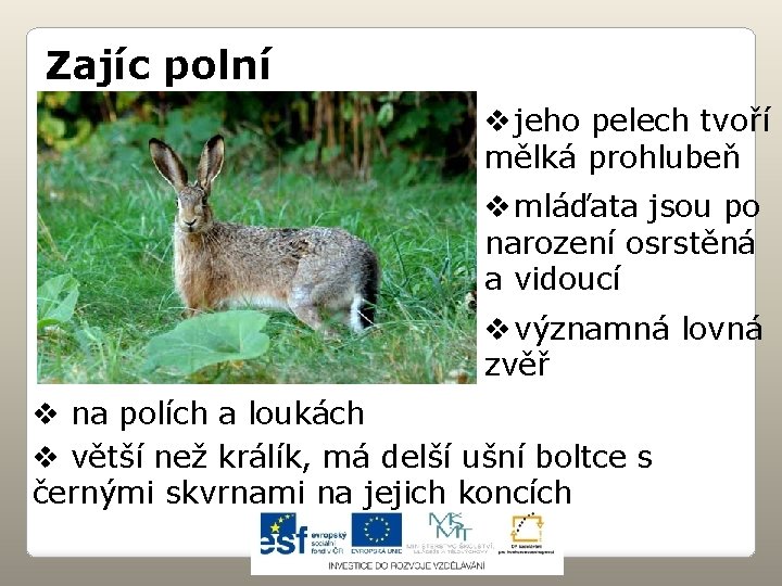 Zajíc polní v jeho pelech tvoří mělká prohlubeň v mláďata jsou po narození osrstěná