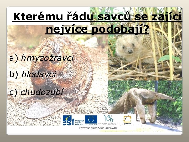 Kterému řádu savců se zajíci nejvíce podobají? a) hmyzožravci b) hlodavci c) chudozubí 