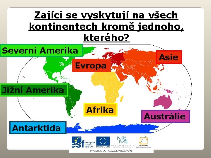 Zajíci se vyskytují na všech kontinentech kromě jednoho, kterého? Severní Amerika Evropa Asie Jižní