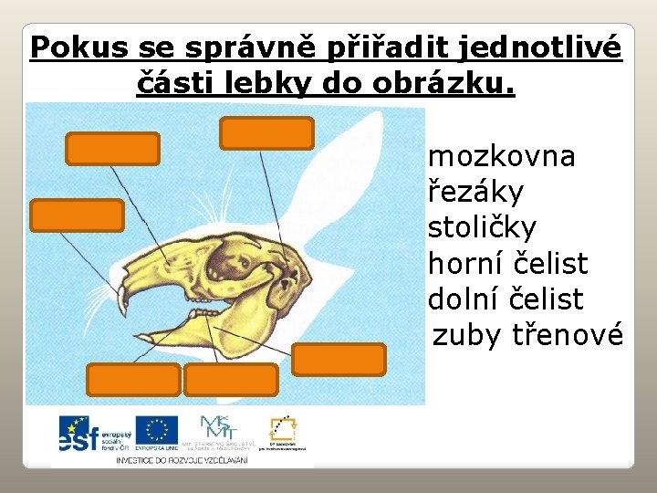 Pokus se správně přiřadit jednotlivé části lebky do obrázku. mozkovna řezáky stoličky horní čelist