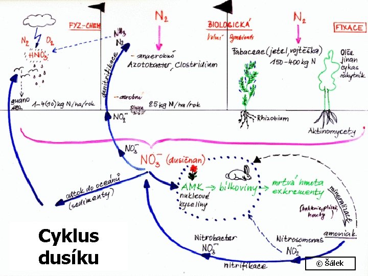 Cyklus dusíku © Šálek 