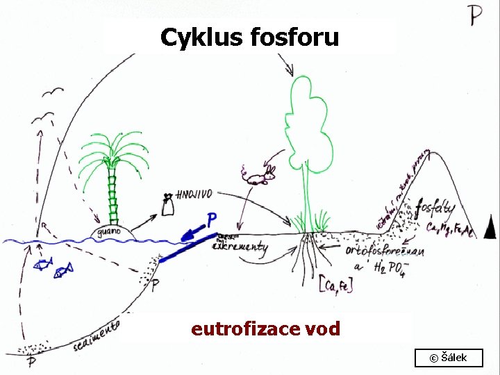 Cyklus fosforu eutrofizace vod © Šálek 
