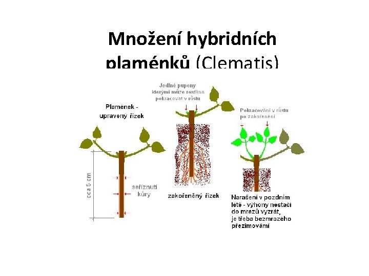 Množení hybridních plaménků (Clematis) Množení hybridních plaménků (Clematis)