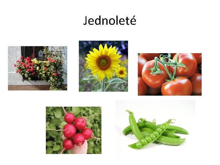 Jednoleté 