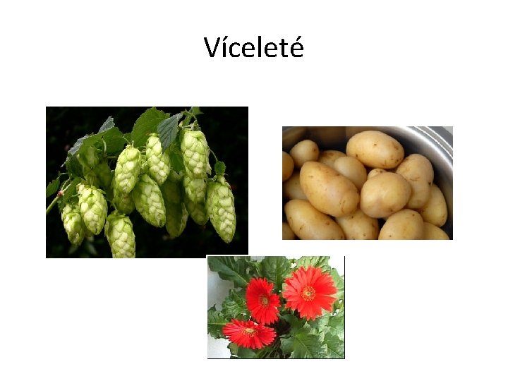 Víceleté 