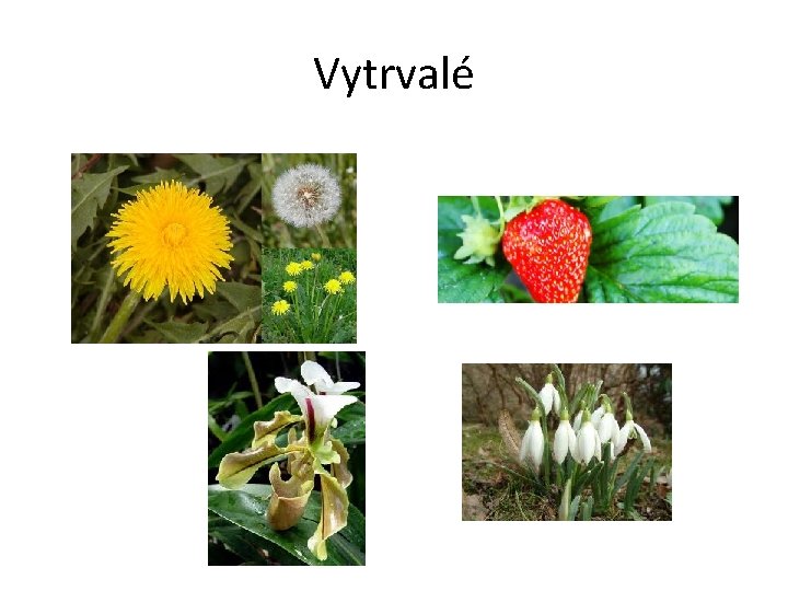 Vytrvalé 