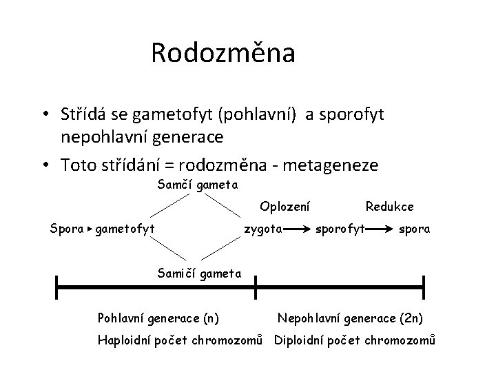 Rodozměna • Střídá se gametofyt (pohlavní) a sporofyt nepohlavní generace • Toto střídání =