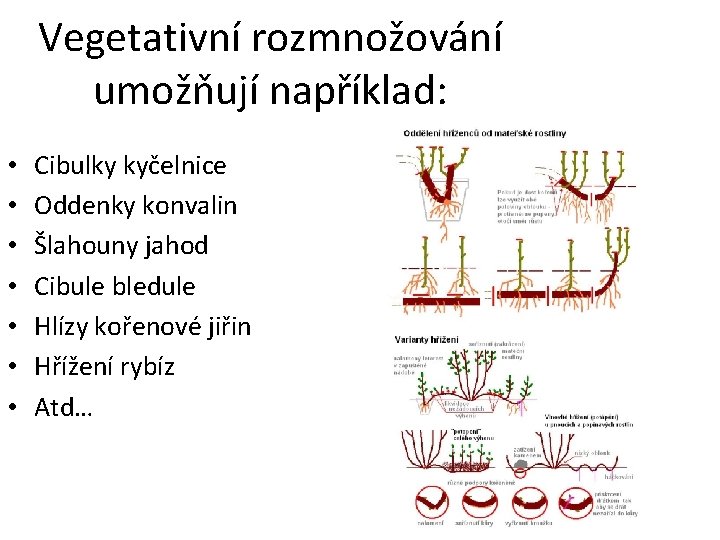 Vegetativní rozmnožování umožňují například: • • Cibulky kyčelnice Oddenky konvalin Šlahouny jahod Cibule bledule