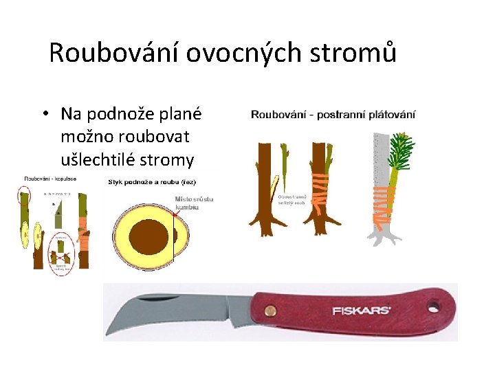 Roubování ovocných stromů • Na podnože plané možno roubovat ušlechtilé stromy 