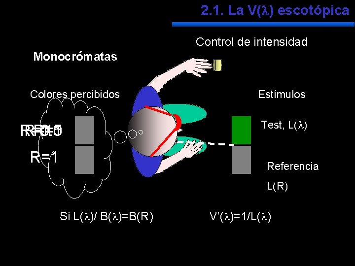 2. 1. La V( ) escotópica Control de intensidad Monocrómatas Colores percibidos R=1. 5