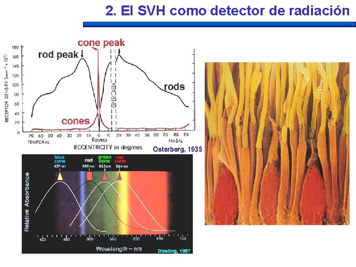 2. El SVH como detector de radiación 