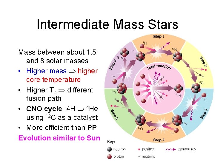 Intermediate Mass Stars Mass between about 1. 5 and 8 solar masses • Higher