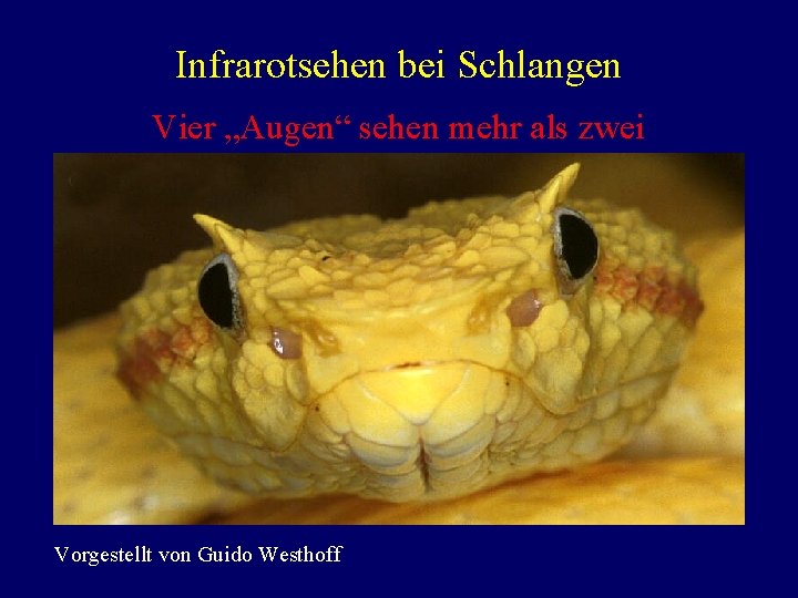 Infrarotsehen bei Schlangen Vier „Augen“ sehen mehr als zwei Vorgestellt von Guido Westhoff 