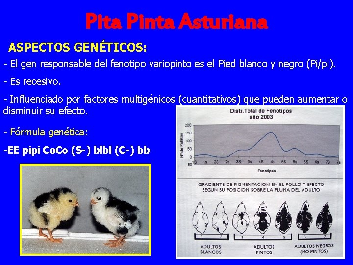 Pita Pinta Asturiana ASPECTOS GENÉTICOS: - El gen responsable del fenotipo variopinto es el