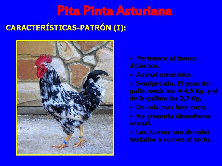 Pita Pinta Asturiana CARACTERÍSTICAS-PATRÓN (I): • Pertenece al tronco Atlántico. • Animal eumétrico. •