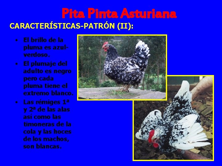 Pita Pinta Asturiana CARACTERÍSTICAS-PATRÓN (II): • El brillo de la pluma es azulverdoso. •