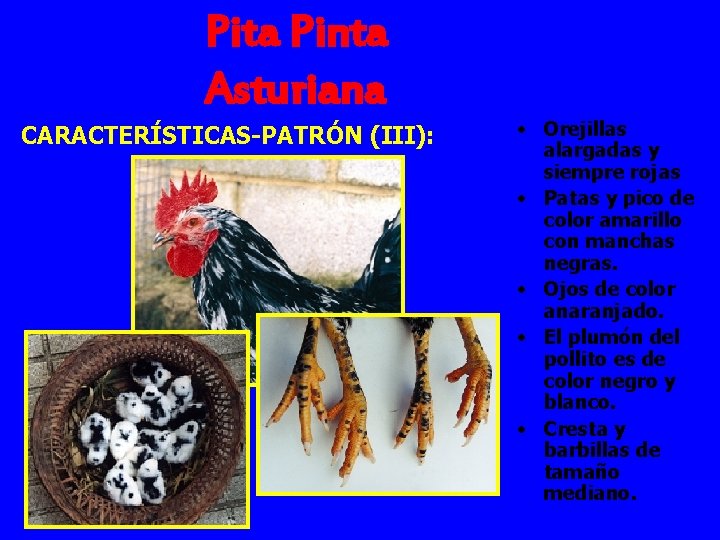 Pita Pinta Asturiana CARACTERÍSTICAS-PATRÓN (III): • Orejillas alargadas y siempre rojas • Patas y