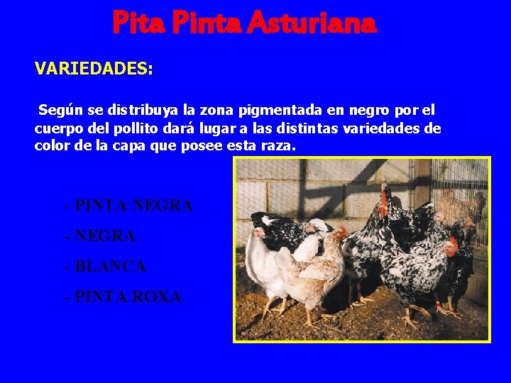 Pita Pinta Asturiana VARIEDADES: Según se distribuya la zona pigmentada en negro por el