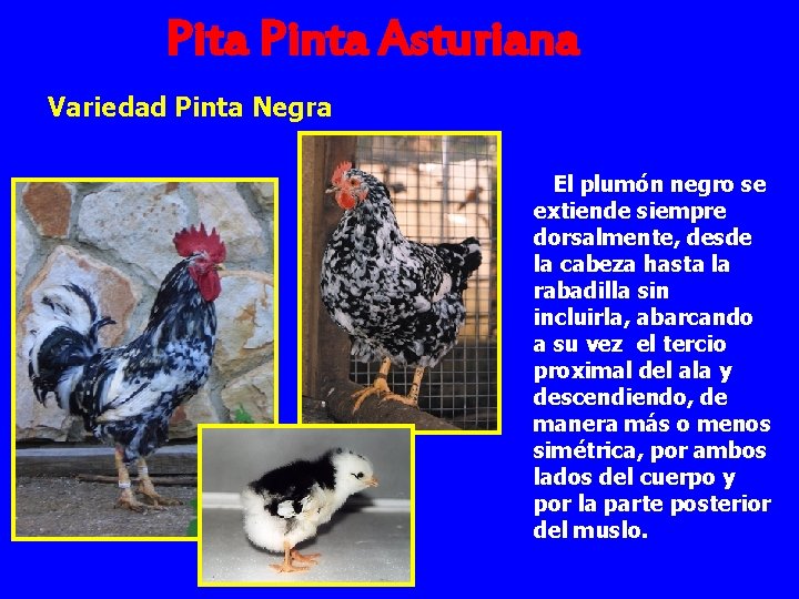 Pita Pinta Asturiana Variedad Pinta Negra El plumón negro se extiende siempre dorsalmente, desde