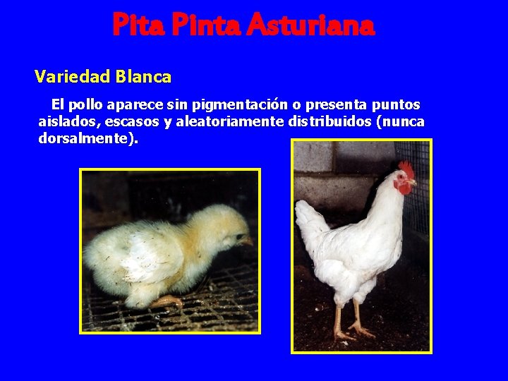 Pita Pinta Asturiana Variedad Blanca El pollo aparece sin pigmentación o presenta puntos aislados,