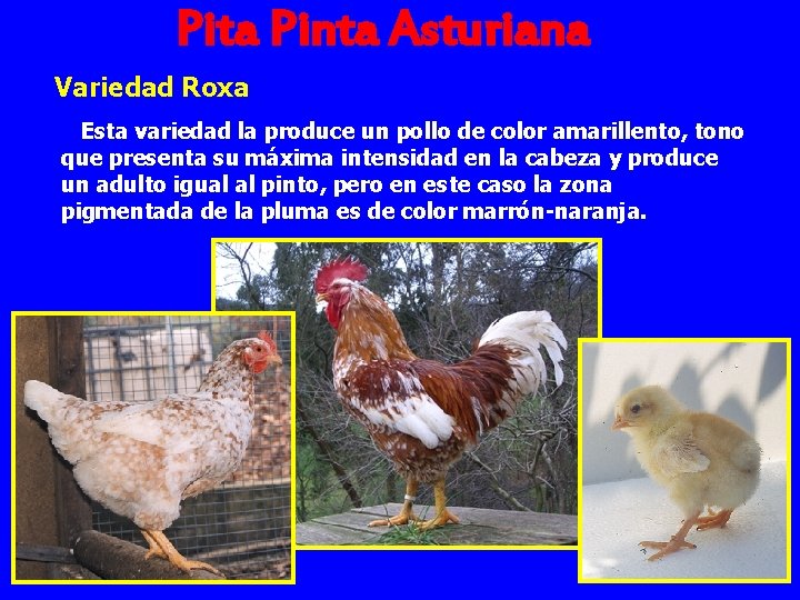 Pita Pinta Asturiana Variedad Roxa Esta variedad la produce un pollo de color amarillento,