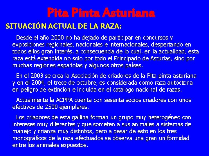 Pita Pinta Asturiana SITUACIÓN ACTUAL DE LA RAZA: Desde el año 2000 no ha