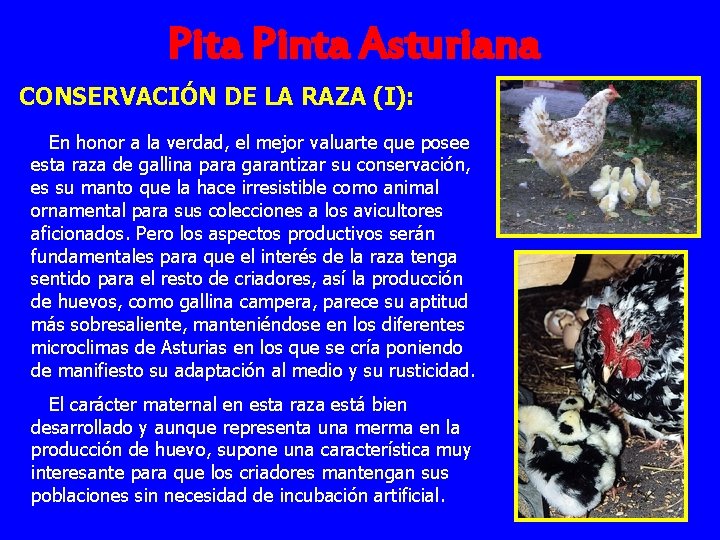 Pita Pinta Asturiana CONSERVACIÓN DE LA RAZA (I): En honor a la verdad, el
