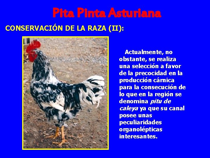 Pita Pinta Asturiana CONSERVACIÓN DE LA RAZA (II): Actualmente, no obstante, se realiza una