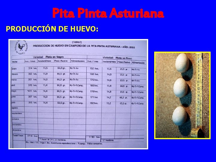 Pita Pinta Asturiana PRODUCCIÓN DE HUEVO: 